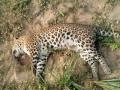 Leopard found dead in Kataraniaghat sanctuary - Hindi News | Leopard found dead in Kataraniaghat sanctuary | Latest national News at Lokmattimes.com