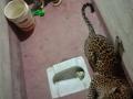 Dog unharmed after getting locked up with leopard in loo - Hindi News | Dog unharmed after getting locked up with leopard in loo | Latest national News at Lokmattimes.com