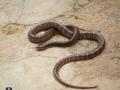 Deadly snake in kitchen shocks Agra family - Hindi News | Deadly snake in kitchen shocks Agra family | Latest national News at Lokmattimes.com