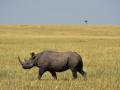 Zimbabwe reintroduces black rhinos to 2nd largest national park - Hindi News | Zimbabwe reintroduces black rhinos to 2nd largest national park | Latest international News at Lokmattimes.com