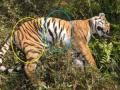 Female Royal Bengal tiger found dead in Assam's Kaziranga - Hindi News | Female Royal Bengal tiger found dead in Assam's Kaziranga | Latest national News at Lokmattimes.com