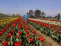 Sunshine greets visitors as Srinagar throws open Tulip Garden - Hindi News | Sunshine greets visitors as Srinagar throws open Tulip Garden | Latest national News at Lokmattimes.com