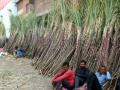 Centre hikes fair price of sugarcane to Rs 365 a quintal to boost farmers’ incomes - Hindi News | Centre hikes fair price of sugarcane to Rs 365 a quintal to boost farmers’ incomes | Latest business News at Lokmattimes.com