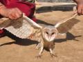American barn owl rescued from Bihar's Supaul - Hindi News | American barn owl rescued from Bihar's Supaul | Latest national News at Lokmattimes.com