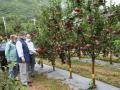 Size matters: Himachal apple growers see big gains in plentiful rain - Hindi News | Size matters: Himachal apple growers see big gains in plentiful rain | Latest international News at Lokmattimes.com