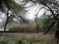 Delhi pollution: Clearing a forest in order to grow a forest - Hindi News | Delhi pollution: Clearing a forest in order to grow a forest | Latest national News at Lokmattimes.com