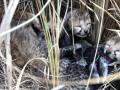 Namibian cheetah 'Siyaya' delivers four cubs at Kuno - Hindi News | Namibian cheetah 'Siyaya' delivers four cubs at Kuno | Latest national News at Lokmattimes.com