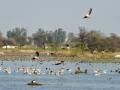 G-20 delegates' day out in Sultanpur bird sanctuary - Hindi News | G-20 delegates' day out in Sultanpur bird sanctuary | Latest national News at Lokmattimes.com