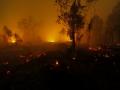 Forest fire in Czech Republic under 'control' - Hindi News | Forest fire in Czech Republic under 'control' | Latest international News at Lokmattimes.com
