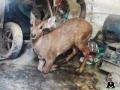 Hog deer rescued after being attacked by dogs in Mathura - Hindi News | Hog deer rescued after being attacked by dogs in Mathura | Latest national News at Lokmattimes.com