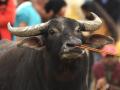 Ban on buffalo transport lifted in Goa, meat traders welcome decision - Hindi News | Ban on buffalo transport lifted in Goa, meat traders welcome decision | Latest politics News at Lokmattimes.com