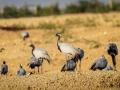 Demoiselle cranes: It takes an Indian village to protect 'young ladies' - Hindi News | Demoiselle cranes: It takes an Indian village to protect 'young ladies' | Latest national News at Lokmattimes.com