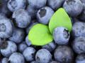Import of US blueberries to India increases: USHBC - Hindi News | Import of US blueberries to India increases: USHBC | Latest international News at Lokmattimes.com