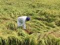 104 lakh MT paddy procured in Punjab, 52 lakh MT in Haryana - Hindi News | 104 lakh MT paddy procured in Punjab, 52 lakh MT in Haryana | Latest international News at Lokmattimes.com