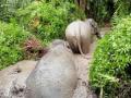 Elephant calf rescued 4 days after mother electrocuted in Assam - Hindi News | Elephant calf rescued 4 days after mother electrocuted in Assam | Latest national News at Lokmattimes.com