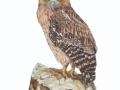 ID tools for 16 commonly found owl species launched to help law enforcement agencies - Hindi News | ID tools for 16 commonly found owl species launched to help law enforcement agencies | Latest national News at Lokmattimes.com