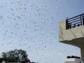 Locusts may have changed direction but Bihar on alert against attack - Hindi News | Locusts may have changed direction but Bihar on alert against attack | Latest national News at Lokmattimes.com