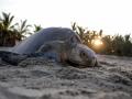Deaths of Olive Ridley turtles leave conservationists in TN worried - Hindi News | Deaths of Olive Ridley turtles leave conservationists in TN worried | Latest national News at Lokmattimes.com