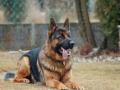 Study reveals service dogs improve lives of veterans suffering from PTSD - Hindi News | Study reveals service dogs improve lives of veterans suffering from PTSD | Latest health News at Lokmattimes.com