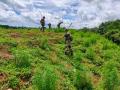 3 lakh ganja sapling destroyed by BSF in Tripura - Hindi News | 3 lakh ganja sapling destroyed by BSF in Tripura | Latest national News at Lokmattimes.com