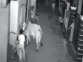 Hry boy struggles to save grandmother from raging bull - Hindi News | Hry boy struggles to save grandmother from raging bull | Latest national News at Lokmattimes.com