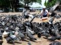 'Millionaire' pigeons in this city of Rajasthan - Hindi News | 'Millionaire' pigeons in this city of Rajasthan | Latest international News at Lokmattimes.com