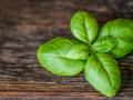 Benefits of basil - Hindi News | Benefits of basil | Latest lifestyle News at Lokmattimes.com