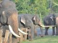 Theppakadu Elephant Camp to be shut for visitors from April 6-9 - Hindi News | Theppakadu Elephant Camp to be shut for visitors from April 6-9 | Latest politics News at Lokmattimes.com