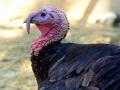 Czech Republic culls 15,000 turkeys in fresh bird flu outbreak - Hindi News | Czech Republic culls 15,000 turkeys in fresh bird flu outbreak | Latest international News at Lokmattimes.com