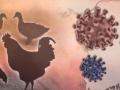 Israel detects bird flu at turkey farm - Hindi News | Israel detects bird flu at turkey farm | Latest health News at Lokmattimes.com
