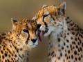 70 years after extinction, cheetahs to return to Indian jungles - Hindi News | 70 years after extinction, cheetahs to return to Indian jungles | Latest politics News at Lokmattimes.com