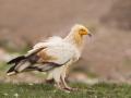 Egyptian vultures dwindling in TN due to scarcity of food, usage of chemicals - Hindi News | Egyptian vultures dwindling in TN due to scarcity of food, usage of chemicals | Latest national News at Lokmattimes.com