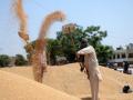 9.2 lakh metric tonnes of wheat sold through e-auction by FCI - Hindi News | 9.2 lakh metric tonnes of wheat sold through e-auction by FCI | Latest international News at Lokmattimes.com
