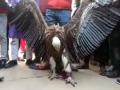 Rare Himalayan Griffon vulture found in UP - Hindi News | Rare Himalayan Griffon vulture found in UP | Latest national News at Lokmattimes.com