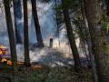 California wildfires kill thousands of giant sequoias - Hindi News | California wildfires kill thousands of giant sequoias | Latest politics News at Lokmattimes.com