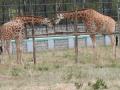 Bengaluru Zoo safe to visit amid Covid: Official - Hindi News | Bengaluru Zoo safe to visit amid Covid: Official | Latest health News at Lokmattimes.com