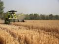 Pakistan to import 2 million MT wheat from Russia with cash - Hindi News | Pakistan to import 2 million MT wheat from Russia with cash | Latest international News at Lokmattimes.com