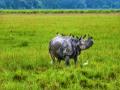 Two rhino horn traders arrested near Kaziranga National Park - Hindi News | Two rhino horn traders arrested near Kaziranga National Park | Latest national News at Lokmattimes.com