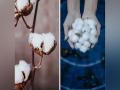 World Cotton day 2022: History, significance, theme - Hindi News | World Cotton day 2022: History, significance, theme | Latest lifestyle News at Lokmattimes.com