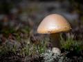 Research reveals how mushrooms become "magic mushrooms" - Hindi News | Research reveals how mushrooms become "magic mushrooms" | Latest lifestyle News at Lokmattimes.com