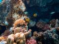 Study examines impact of coral chemical compounds on reef composition and health - Hindi News | Study examines impact of coral chemical compounds on reef composition and health | Latest technology News at Lokmattimes.com