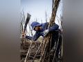 Artificial intelligence aids in predicting sugarcane field performance: Study - Hindi News | Artificial intelligence aids in predicting sugarcane field performance: Study | Latest technology News at Lokmattimes.com