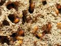 With stagnating flood water, Pakistan's Sindh districts come under termite attack - Hindi News | With stagnating flood water, Pakistan's Sindh districts come under termite attack | Latest international News at Lokmattimes.com