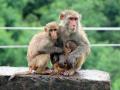 Monkeys found dead in Andhra's Srikakulam, poisoning suspected - Hindi News | Monkeys found dead in Andhra's Srikakulam, poisoning suspected | Latest national News at Lokmattimes.com