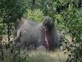 Tusker found dead in Chhattisgarh's Baloda Bazar district - Hindi News | Tusker found dead in Chhattisgarh's Baloda Bazar district | Latest national News at Lokmattimes.com