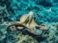 Neuroscientists look deep into the eyes of the octopus: Research - Hindi News | Neuroscientists look deep into the eyes of the octopus: Research | Latest technology News at Lokmattimes.com