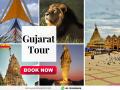 Gujarat Expert launches premium tour package of the season - Hindi News | Gujarat Expert launches premium tour package of the season | Latest business News at Lokmattimes.com