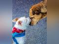 'Sheru Te Sweety Di Wedding': Neighbours in Gurugram to get their dogs married - Hindi News | 'Sheru Te Sweety Di Wedding': Neighbours in Gurugram to get their dogs married | Latest entertainment News at Lokmattimes.com