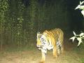 Tiger spotted in Chhattisgarh's Udanti-Sitanadi Tiger Reserve after 3 years - Hindi News | Tiger spotted in Chhattisgarh's Udanti-Sitanadi Tiger Reserve after 3 years | Latest national News at Lokmattimes.com