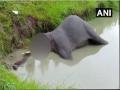 Wild tuskers attack elephant Surya in Bandhavgarh, leaves him injured - Hindi News | Wild tuskers attack elephant Surya in Bandhavgarh, leaves him injured | Latest national News at Lokmattimes.com